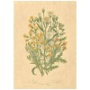 Flax Art Poster | Encyclopedia Wildflower D | FWP-AP-EN1D